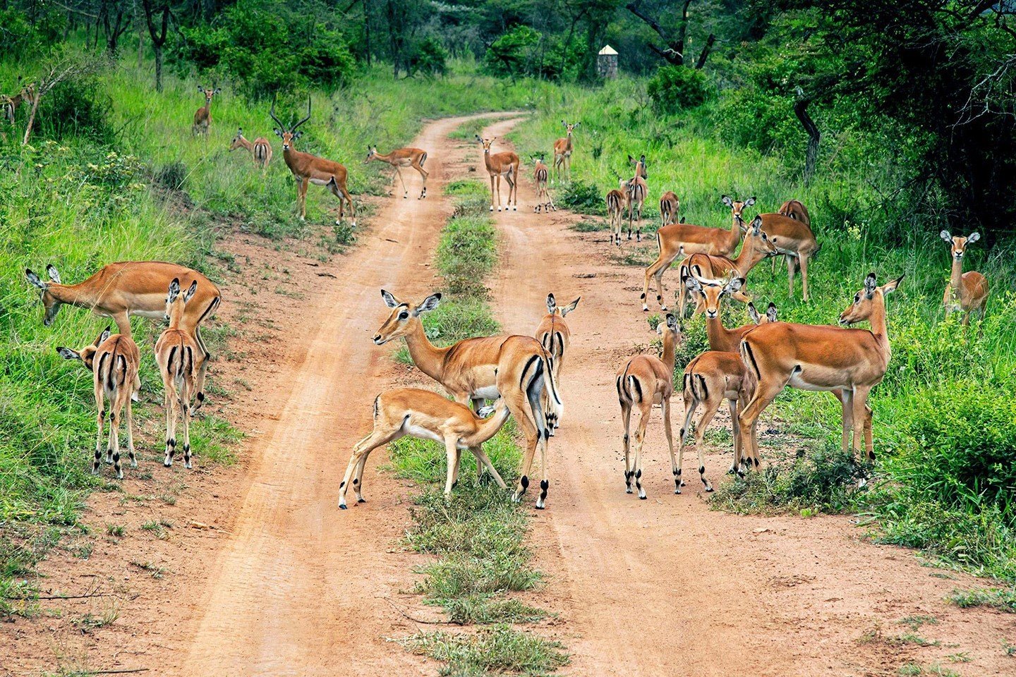 AkageraNationalPark